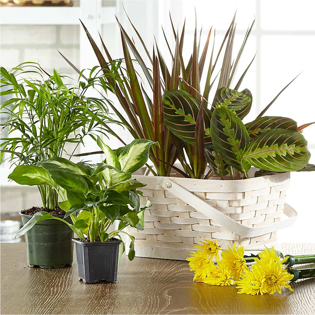 Florist Designed Blooming and Green Plants in a Basket – Rhea Flower Shop, Toronto ON