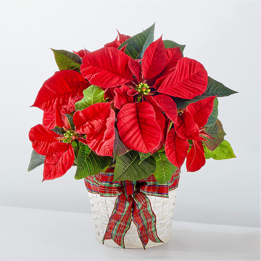 Happiest Holidays Poinsettia – Rhea Flower Shop, Toronto ON