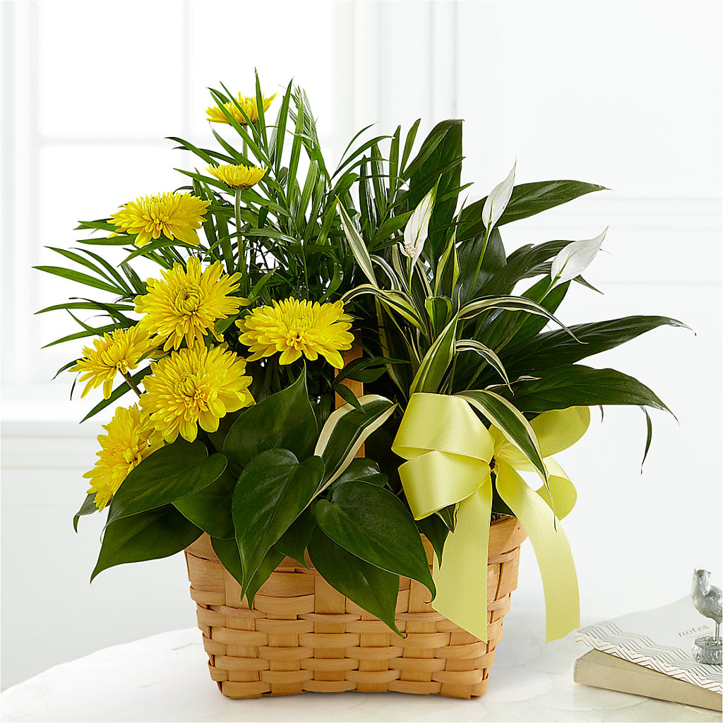 Loving Light Dishgarden – Rhea Flower Shop, Toronto ON