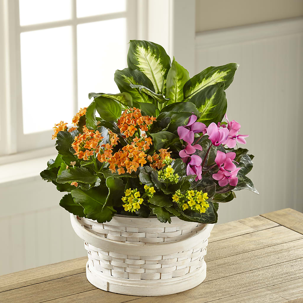 Color Crush Dishgarden – Rhea Flower Shop, Toronto ON