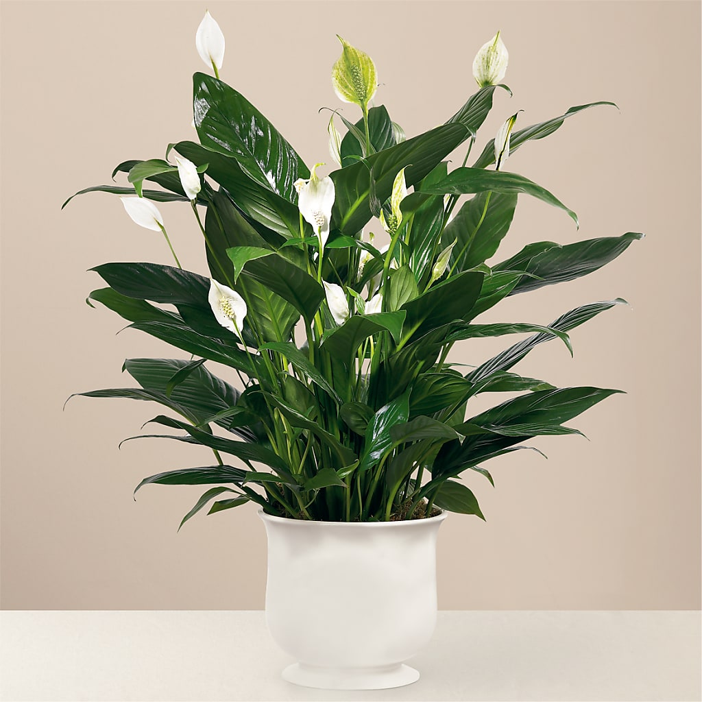 Comfort Planter – Rhea Flower Shop, Toronto ON