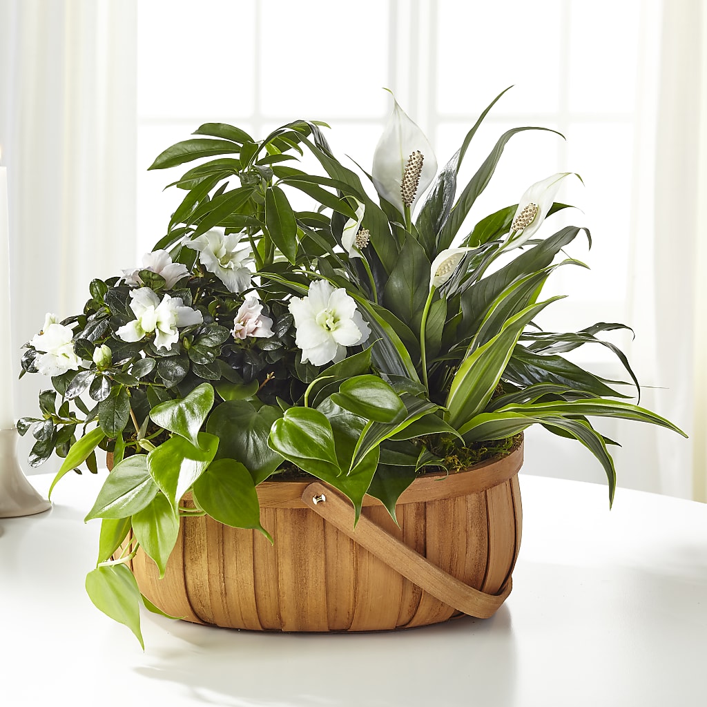 Serene Dishgarden – Rhea Flower Shop, Toronto ON