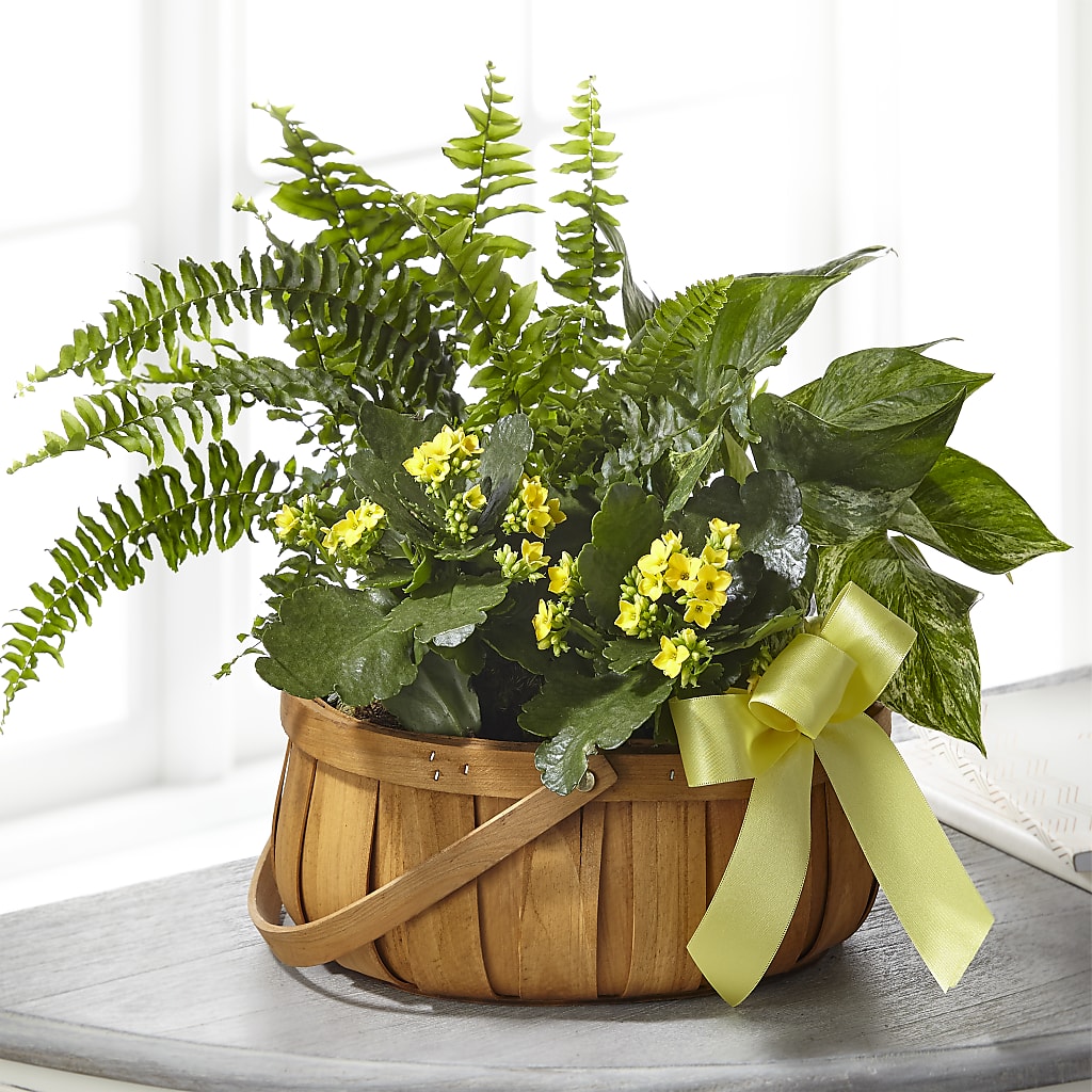 Always Dear Dishgarden – Rhea Flower Shop, Toronto ON