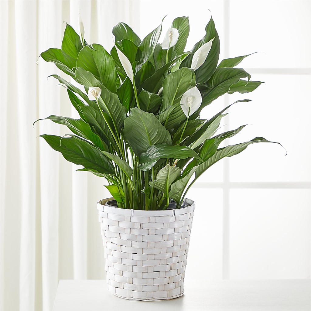 A New Leaf Peace Lily – Rhea Flower Shop, Toronto ON