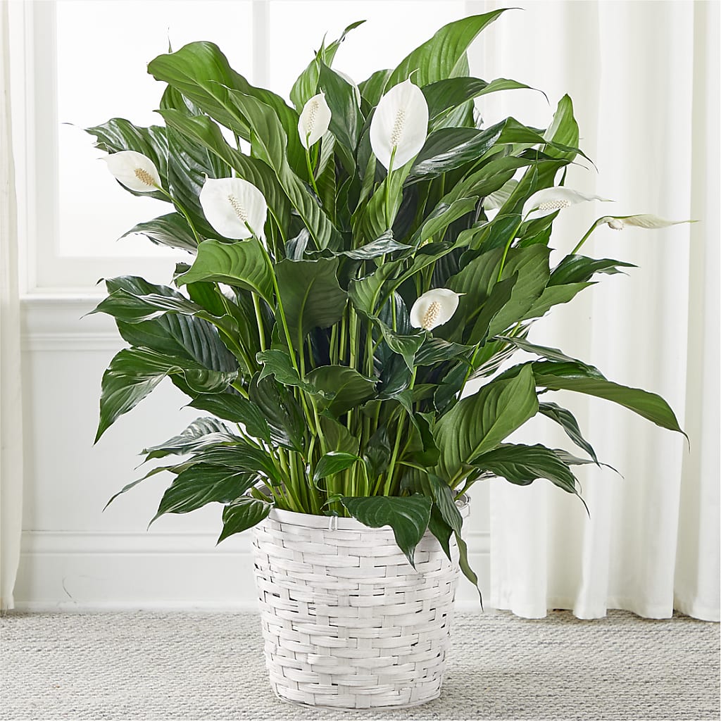 A New Leaf Peace Lily – Rhea Flower Shop, Toronto ON