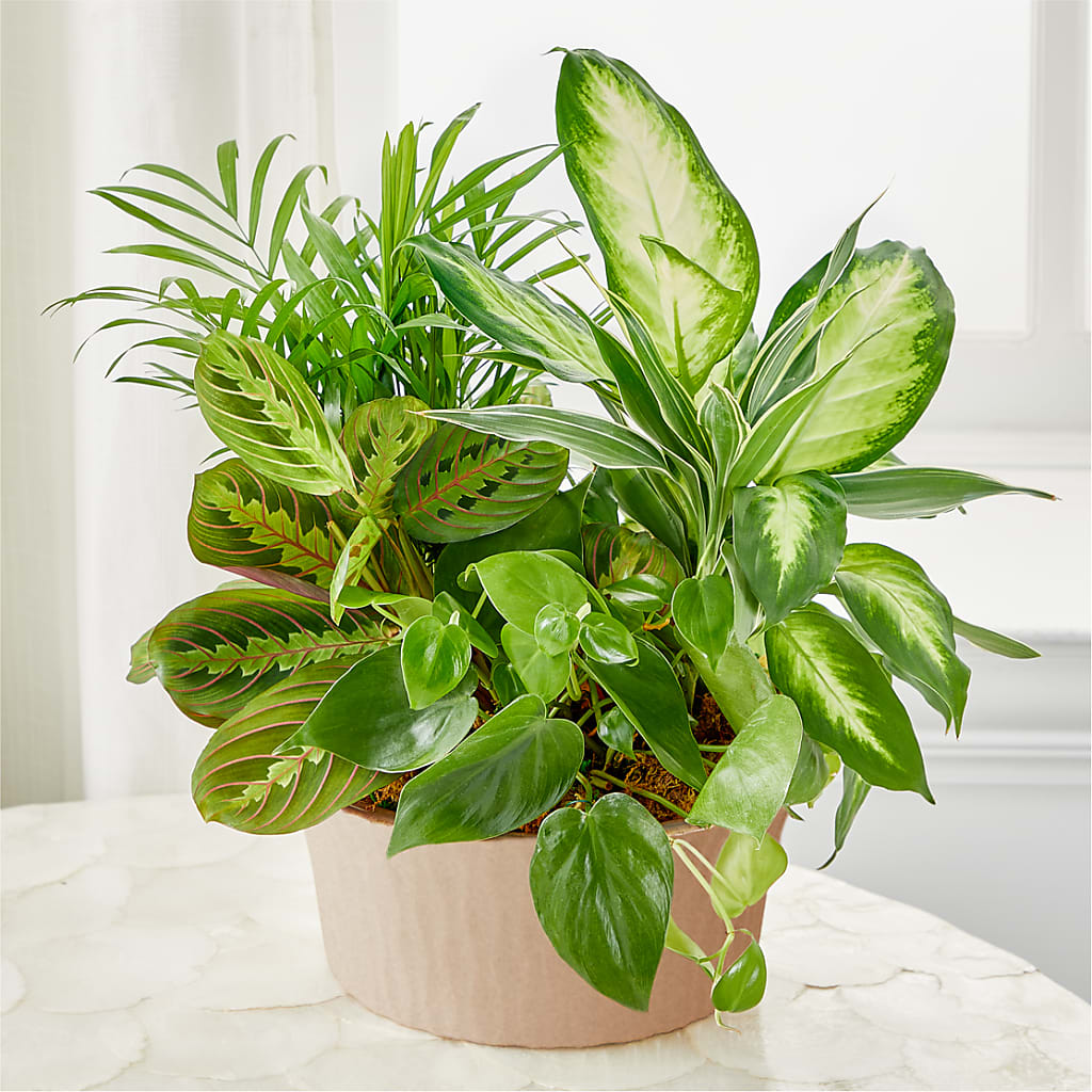 Balance & Harmony Dishgarden – Rhea Flower Shop, Toronto ON