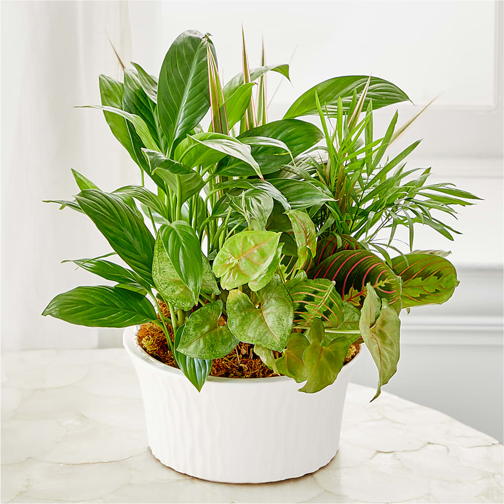 Balance & Harmony Dishgarden – Rhea Flower Shop, Toronto ON