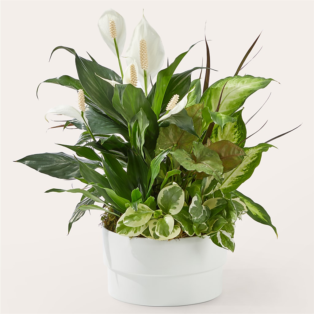 Radiating Positivity Dishgarden – Rhea Flower Shop, Toronto ON