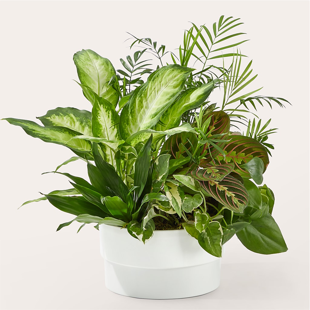Radiating Positivity Dishgarden – Rhea Flower Shop, Toronto ON