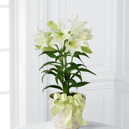 Easter Lily Plant –  Rhea Flower Shop, Toronto ON