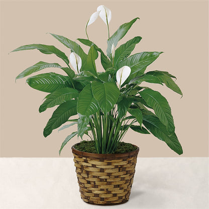 Tranquil Moments Peace Lily Plant –  Rhea Flower Shop, Toronto ON
