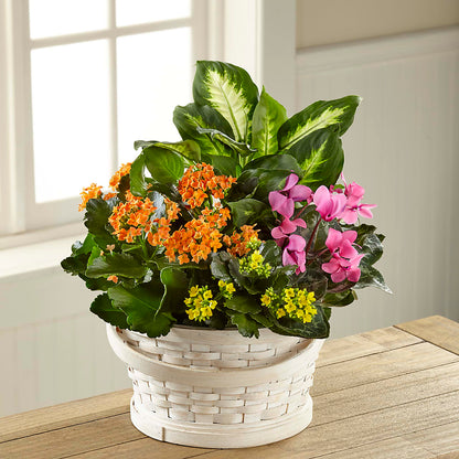 Color Crush Dishgarden –  Rhea Flower Shop, Toronto ON