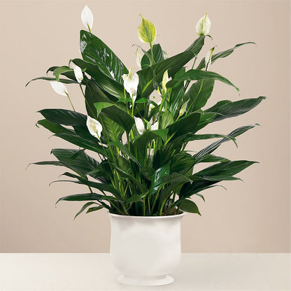 Comfort Planter –  Rhea Flower Shop, Toronto ON