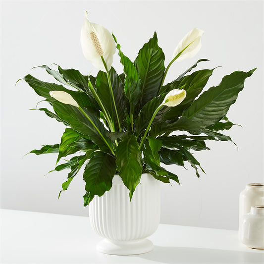Comfort Planter –  Rhea Flower Shop, Toronto ON