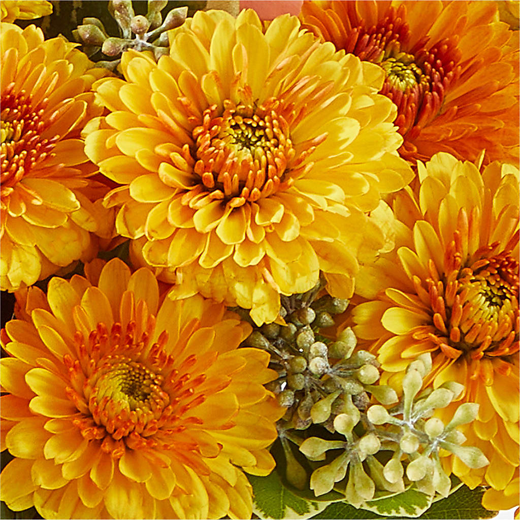 Peachy Pumpkin –  Rhea Flower Shop, Toronto ON