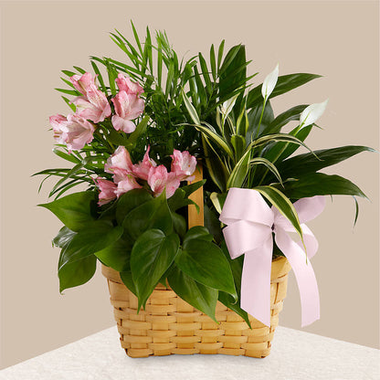 Living Spirit Dishgarden –  Rhea Flower Shop, Toronto ON