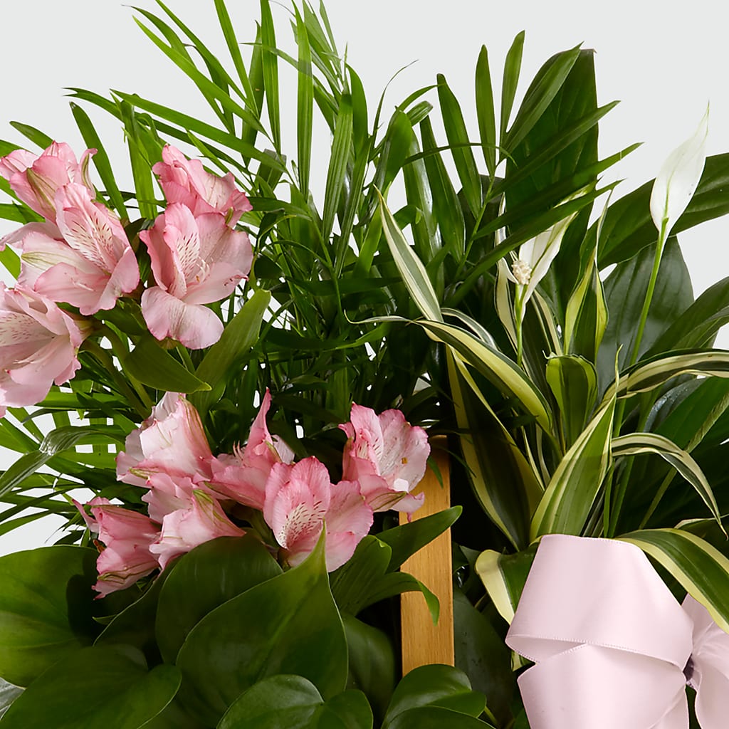 Living Spirit Dishgarden –  Rhea Flower Shop, Toronto ON