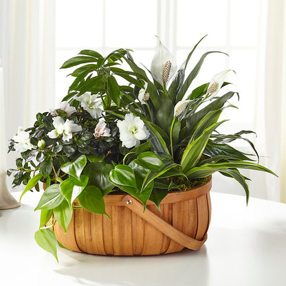 Serene Dishgarden –  Rhea Flower Shop, Toronto ON