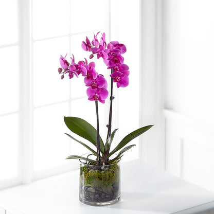 Pink Orchid Plant –  Rhea Flower Shop, Toronto ON