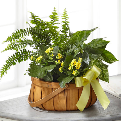 Always Dear Dishgarden –  Rhea Flower Shop, Toronto ON