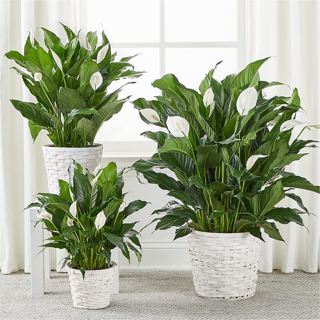 A New Leaf Peace Lily –  Rhea Flower Shop, Toronto ON
