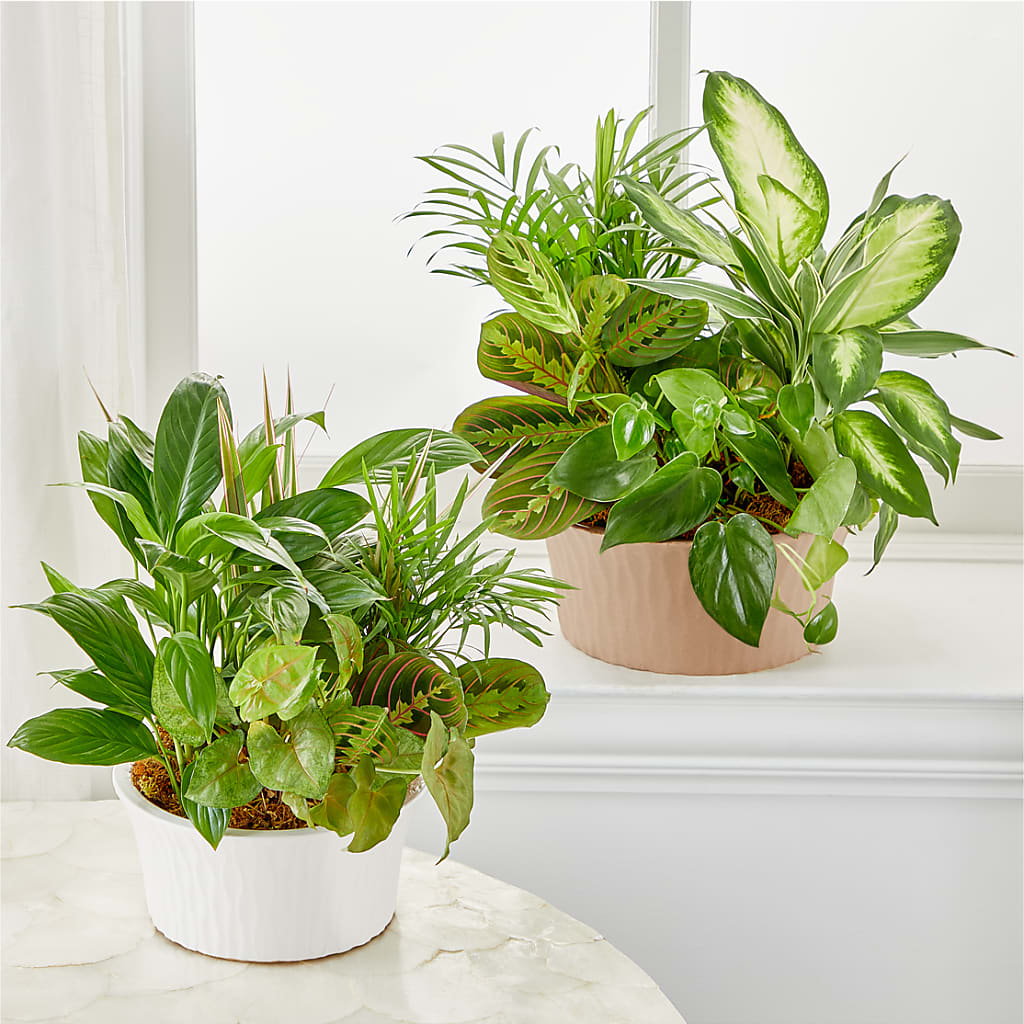 Balance & Harmony Dishgarden –  Rhea Flower Shop, Toronto ON