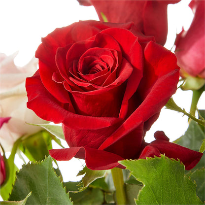 Love Notes Rose Bouquet –  Rhea Flower Shop, Toronto ON